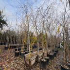 Row of Weeping Willow trees in pots with yellow flags in a nursery setting