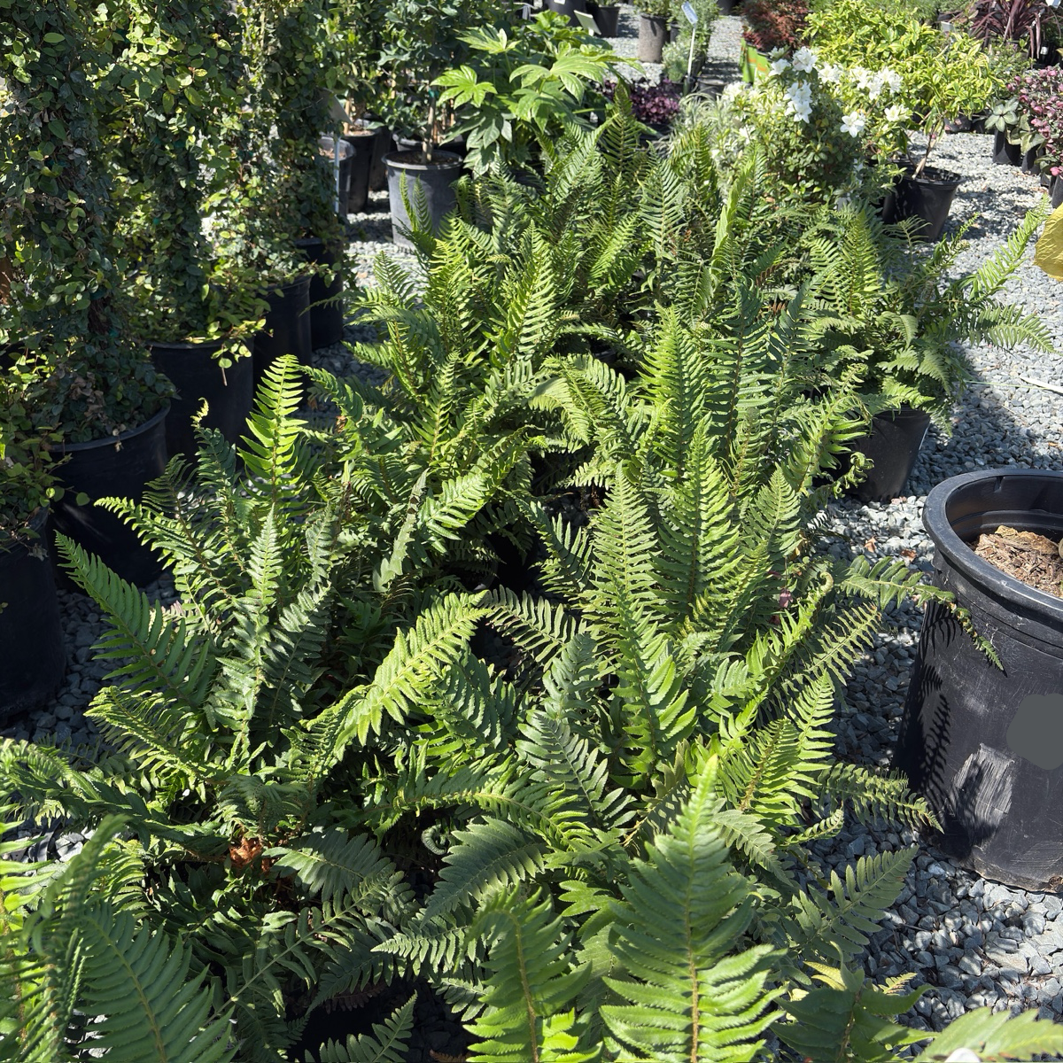 Western Sword Fern
