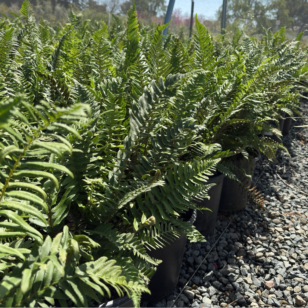 Western Sword Fern
