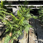 Western Sword Fern