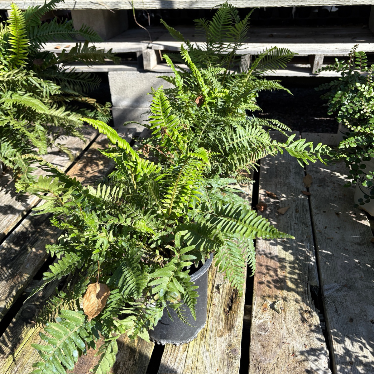 Western Sword Fern