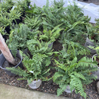 Western Sword Fern