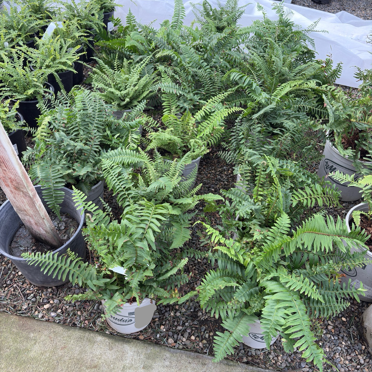 Western Sword Fern