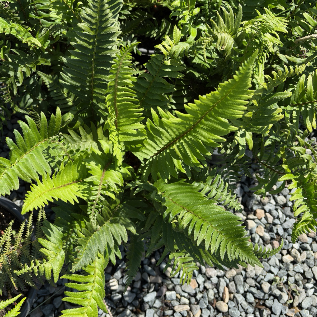 Western Sword Fern