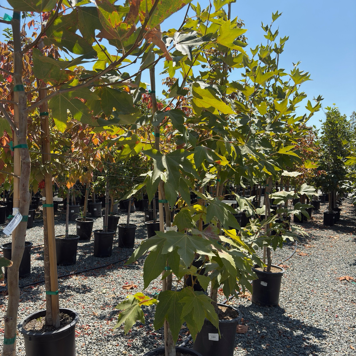 Row of potted California Plane in a nursery setting with clear blue sky.