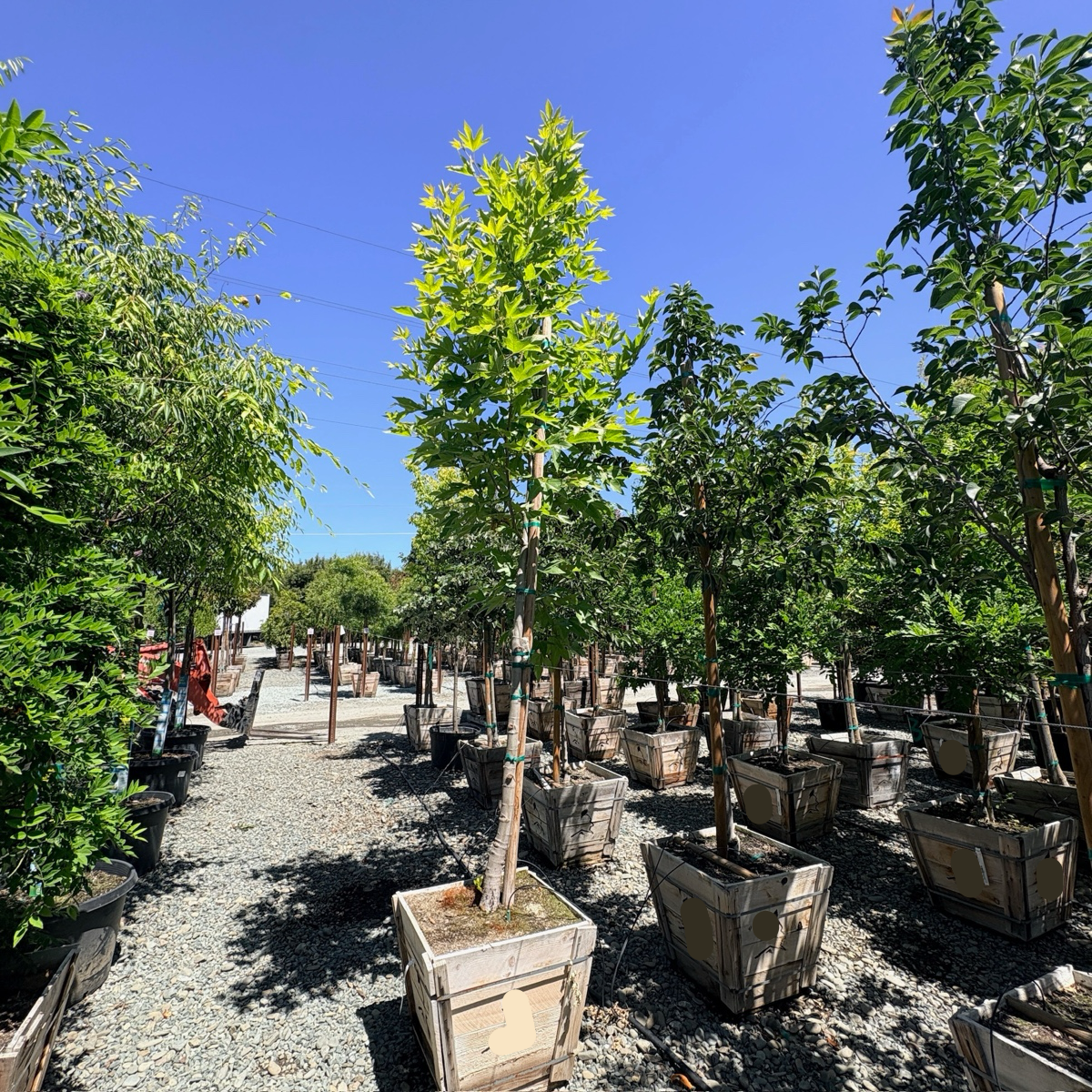 Western Sycamore