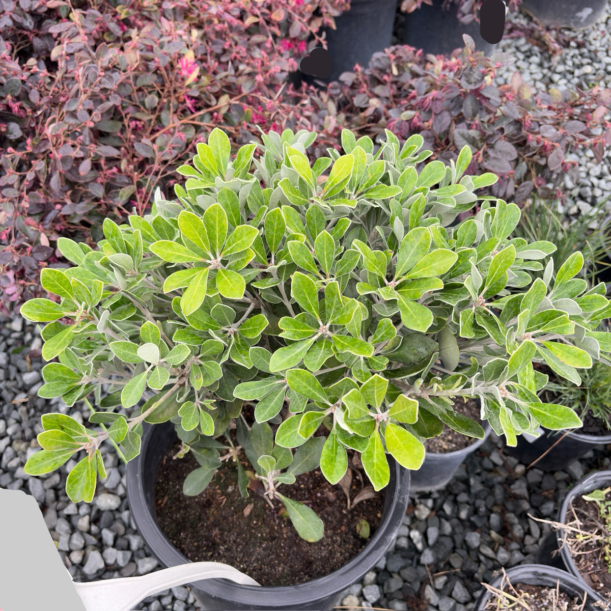 Wheeler's Dwarf Japanese Mock Orange