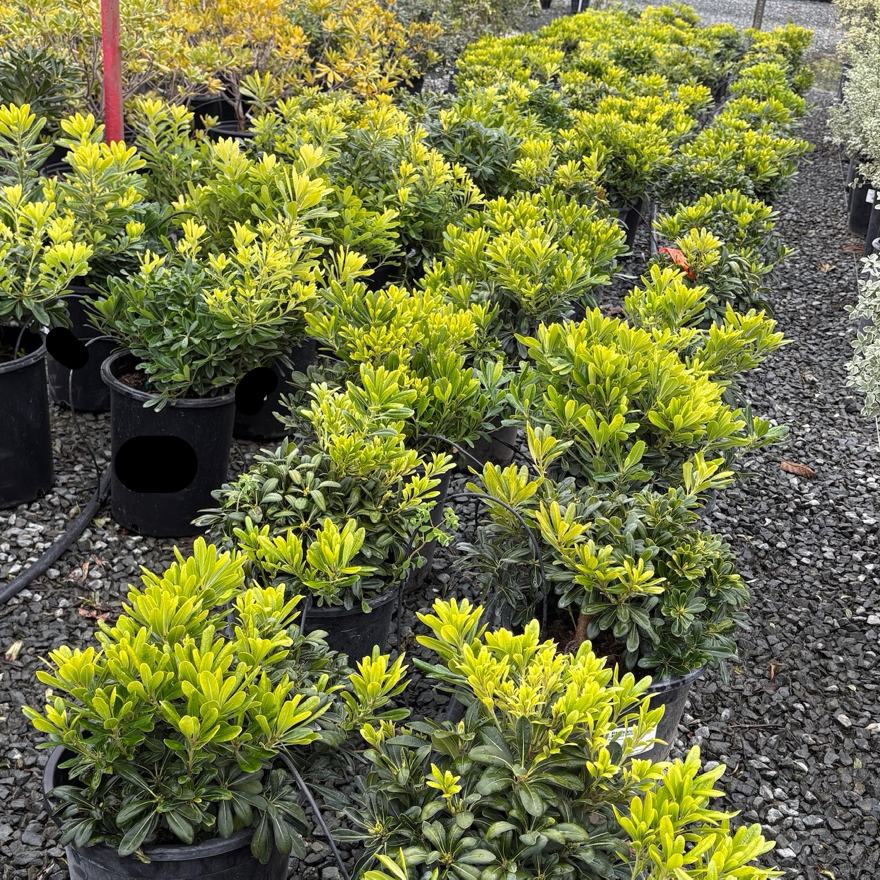 Wheeler's Dwarf Japanese Mock Orange