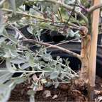 White-leaved Mallee