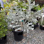 White-leaved Mallee