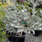 White-leaved Mallee