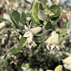 White Australian Fuchsia