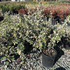 White Australian Fuchsia