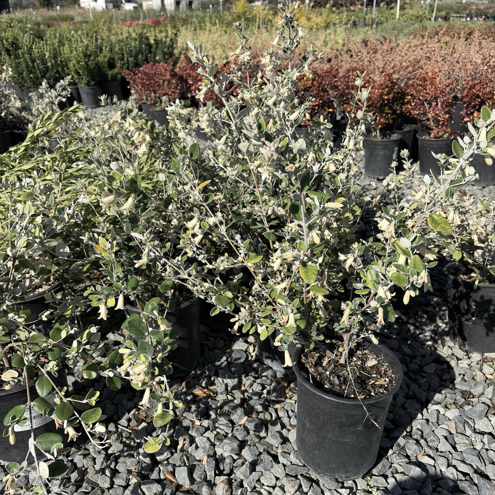 White Australian Fuchsia
