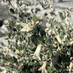 White Australian Fuchsia