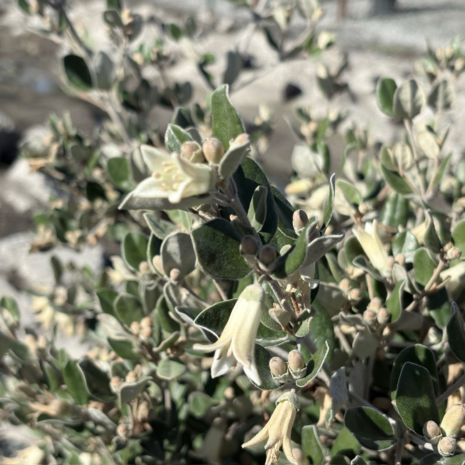 White Australian Fuchsia