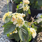White Bandana® Lantana