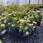 White Bandana® Lantana