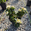 White Bandana® Lantana