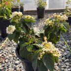 White Bandana® Lantana