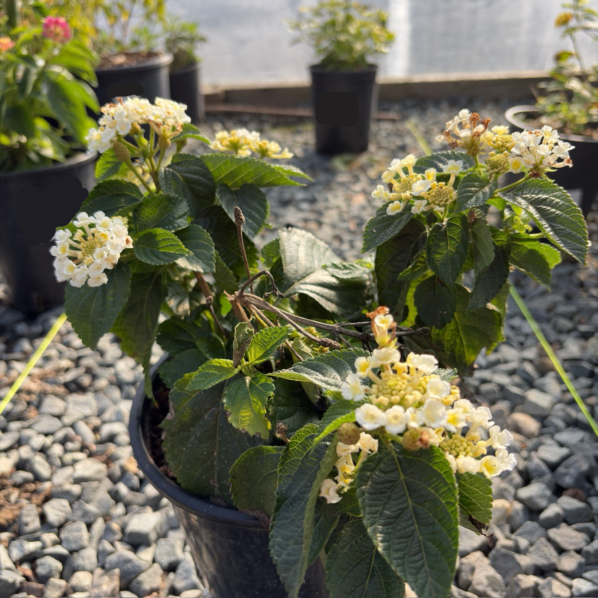 White Bandana® Lantana