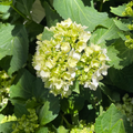 White Bigleaf Hydrangea