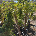 Potted White Bower Vine plants in a garden setting with trees and shrubs.