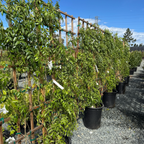 White Bower Vine
