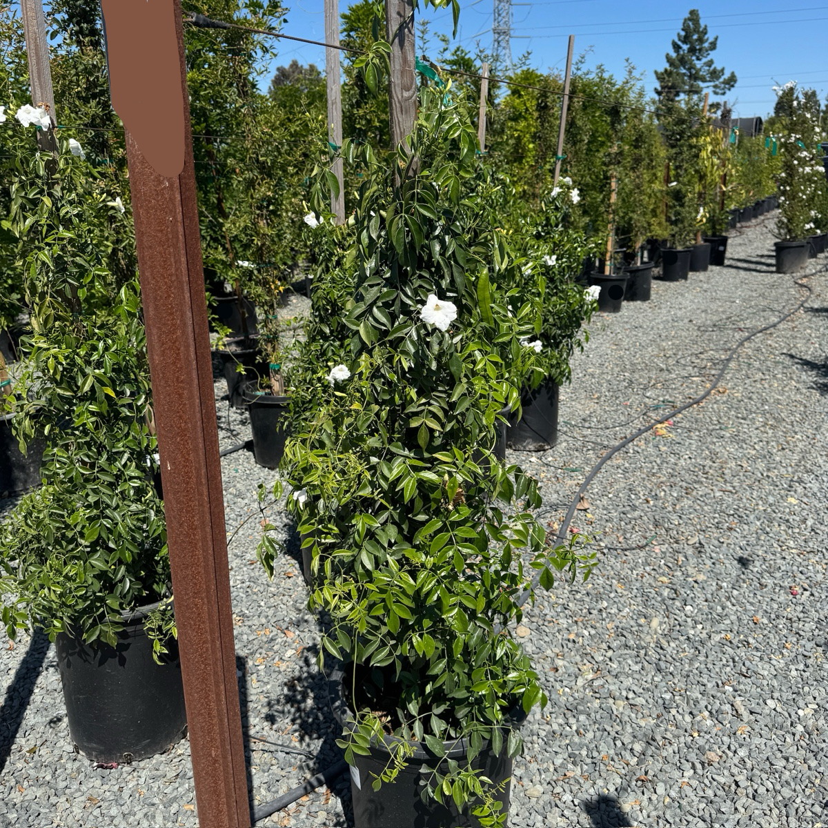 White Bower Vine