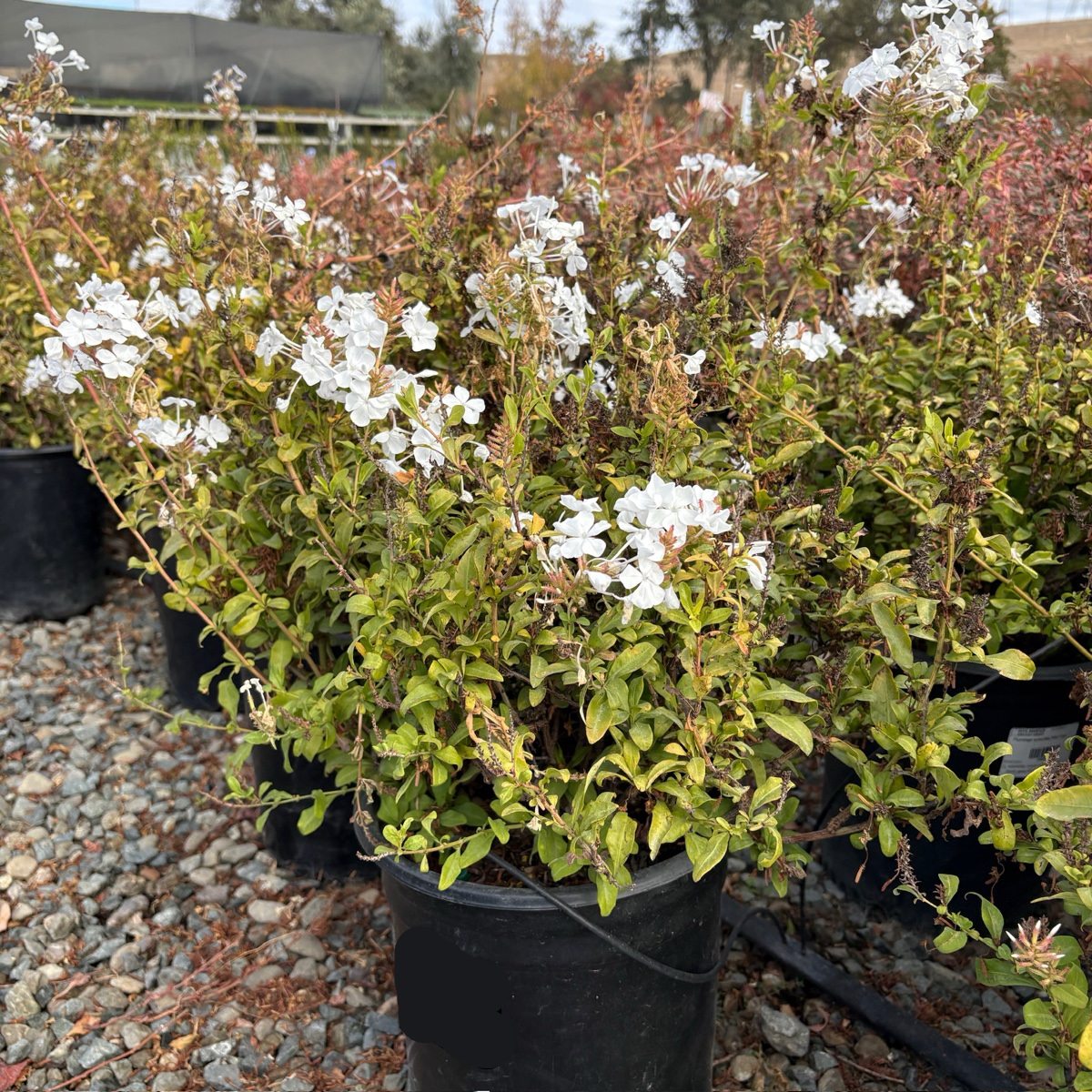White Cape Plumbago