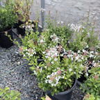 White Cape Plumbago