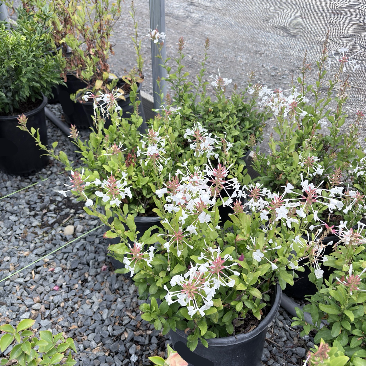 White Cape Plumbago
