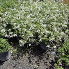 White Cape Plumbago
