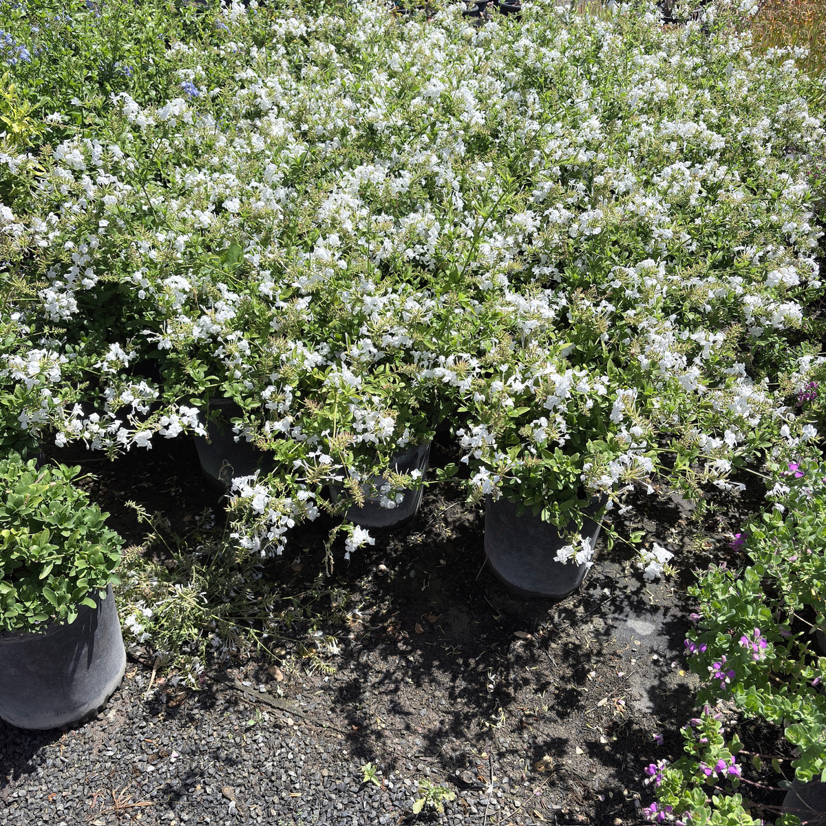 White Cape Plumbago