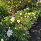 White flowering White Carpet Rose plants in a garden setting with green foliage.