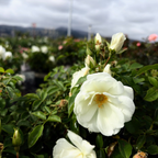 White Carpet Rose flowers with green leaves against a blurred natural background