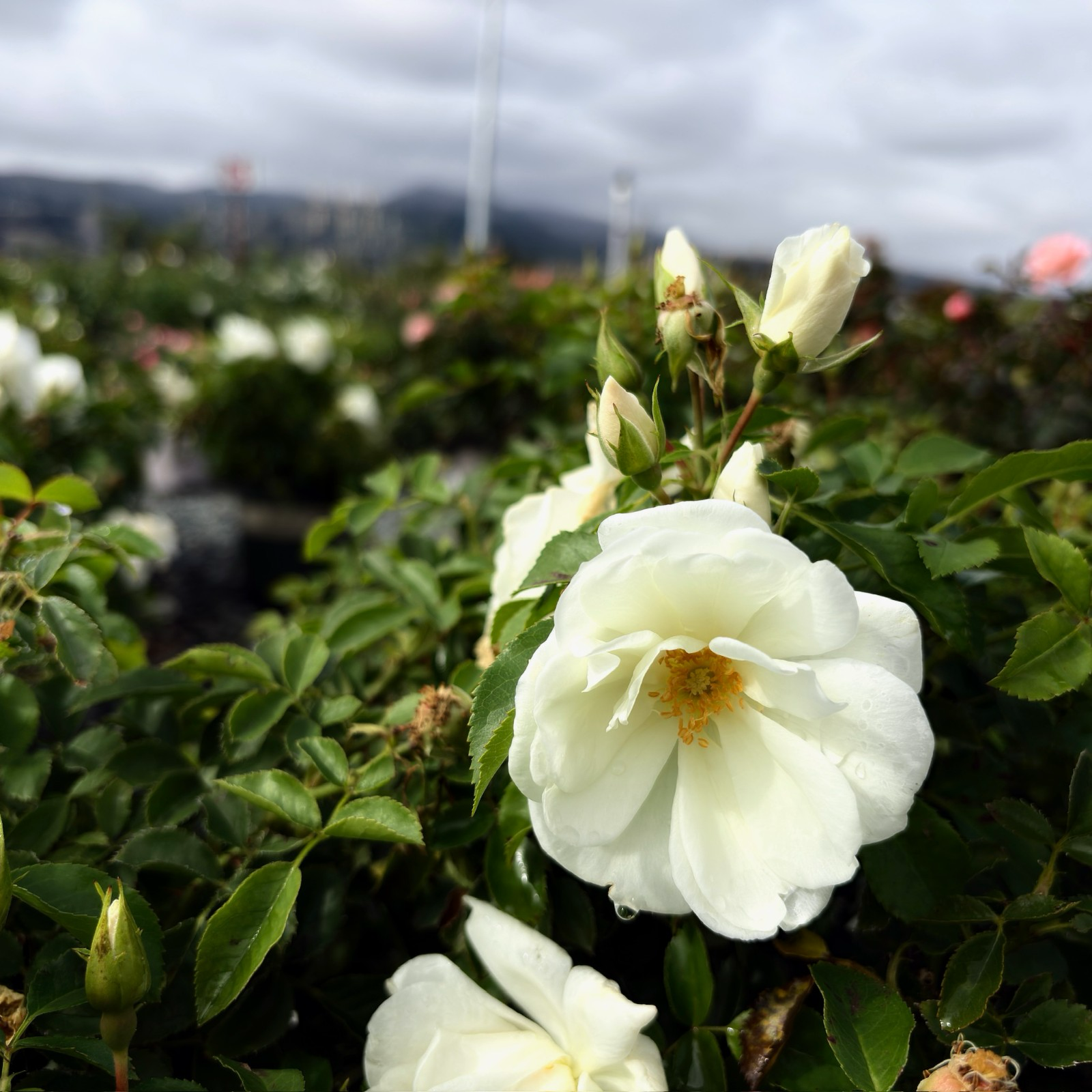 White Carpet Rose flowers with green leaves against a blurred natural background