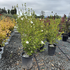 Potted White Chiffon Rose of Sharon with white flowers 