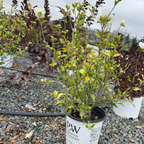 Potted White Chiffon Rose of Sharon plant on a gravel surface