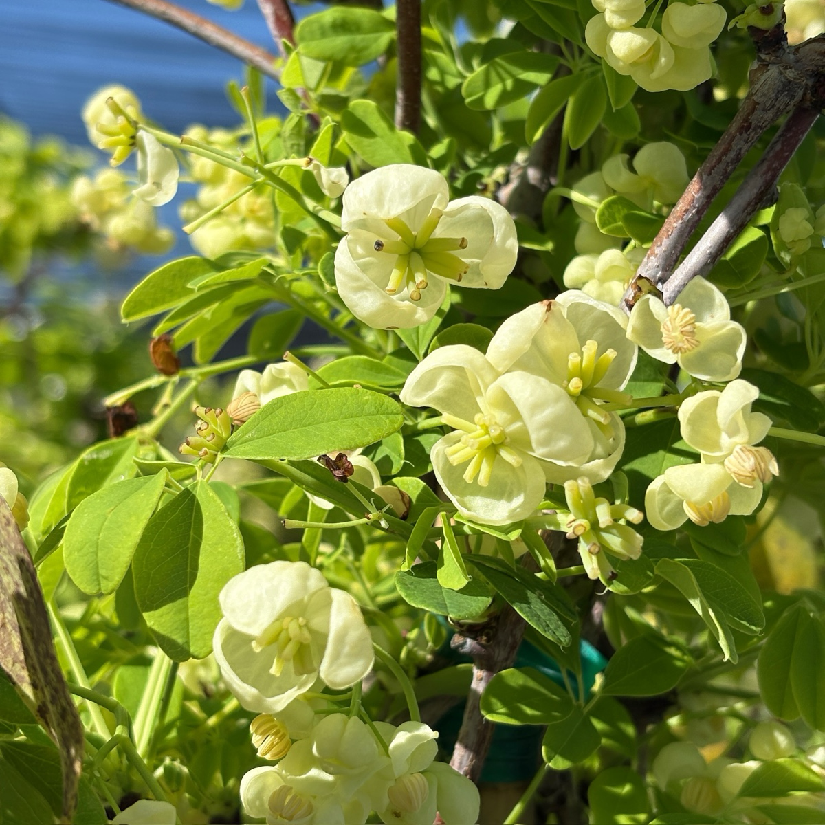 White Chocolate Vine