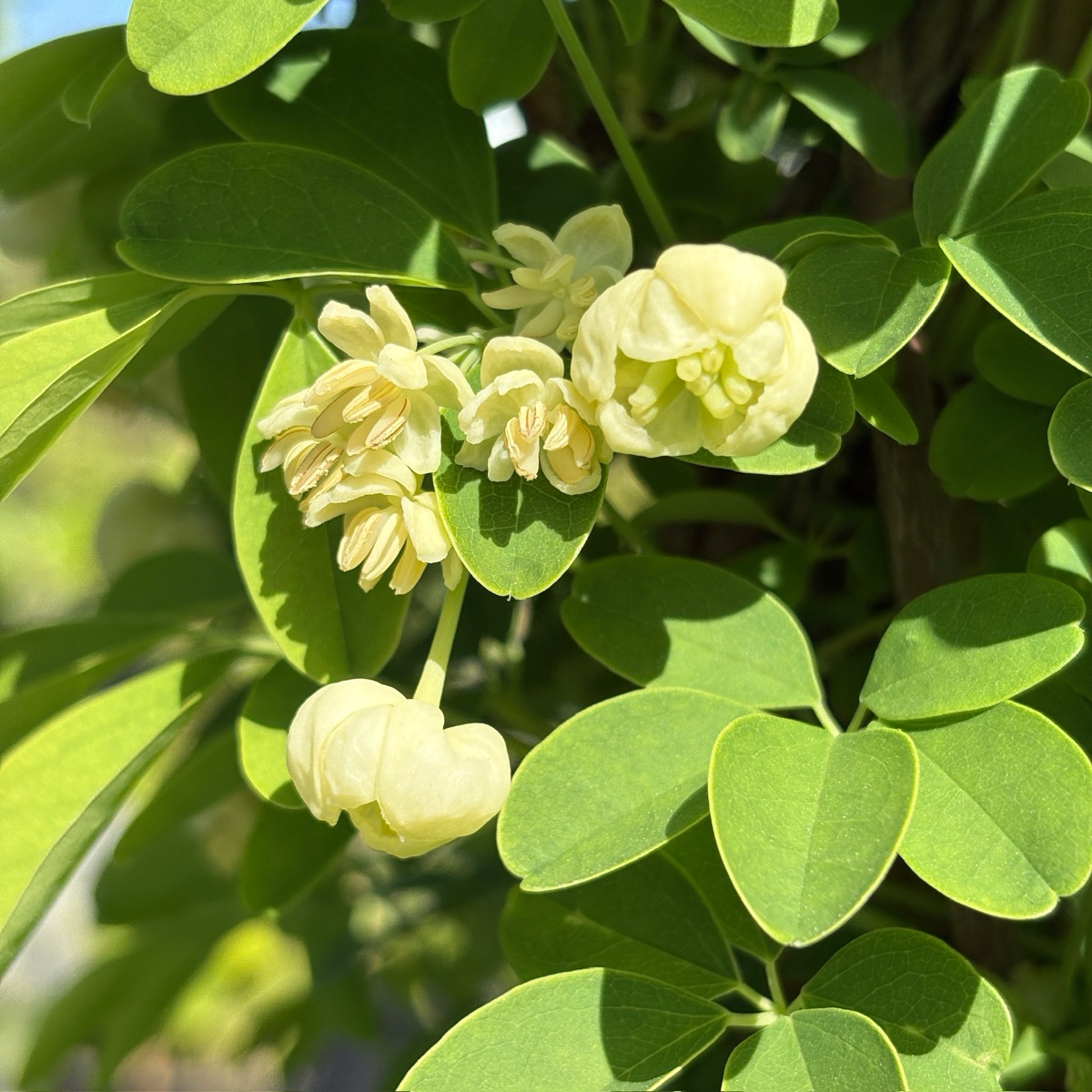 White Chocolate Vine