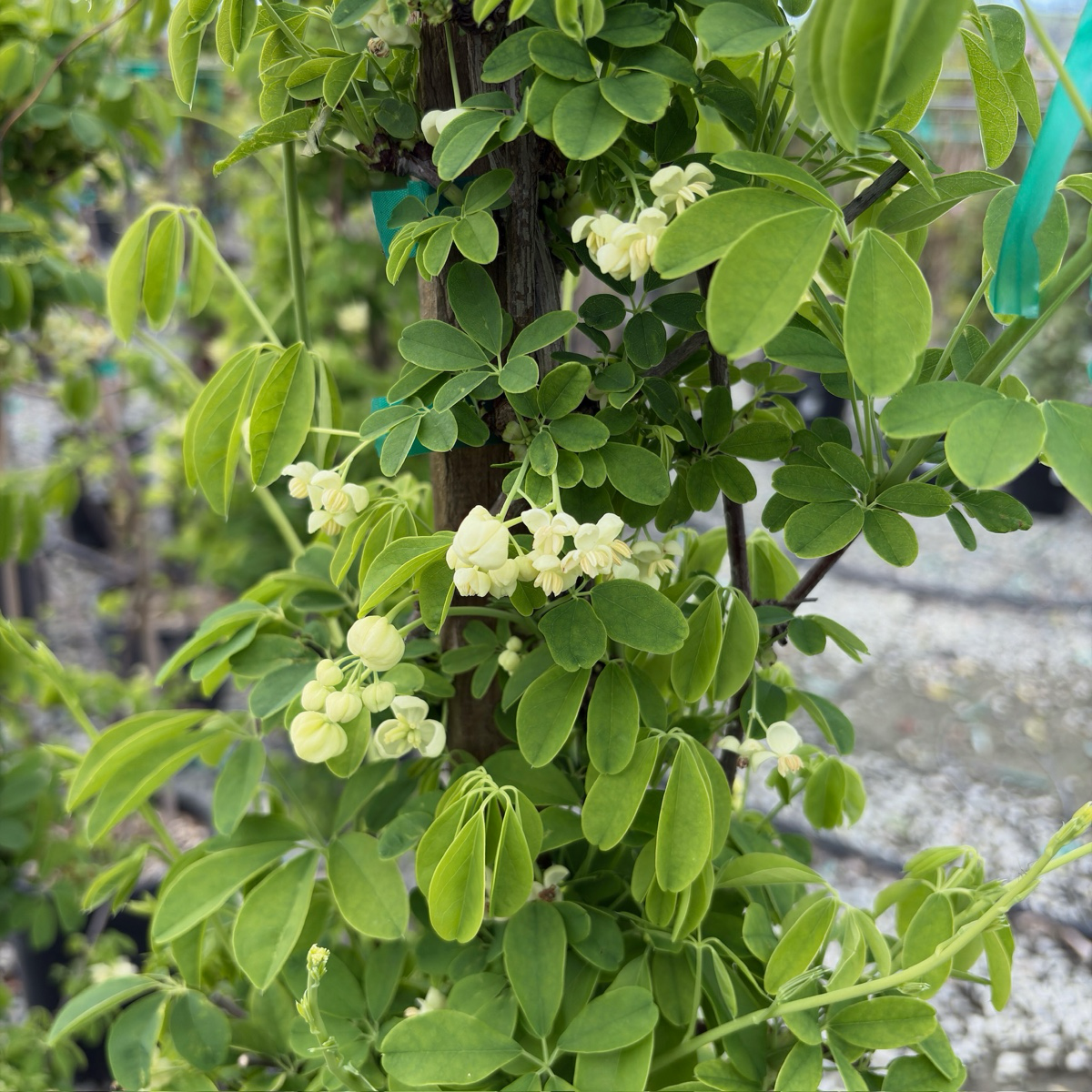 White Chocolate Vine