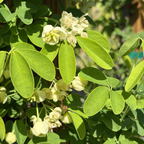 White Chocolate Vine