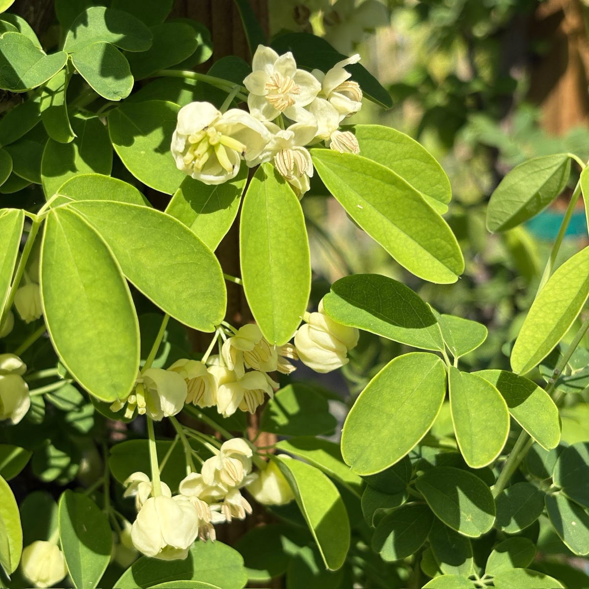 White Chocolate Vine