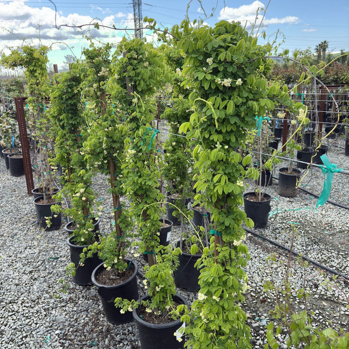 White Chocolate Vine