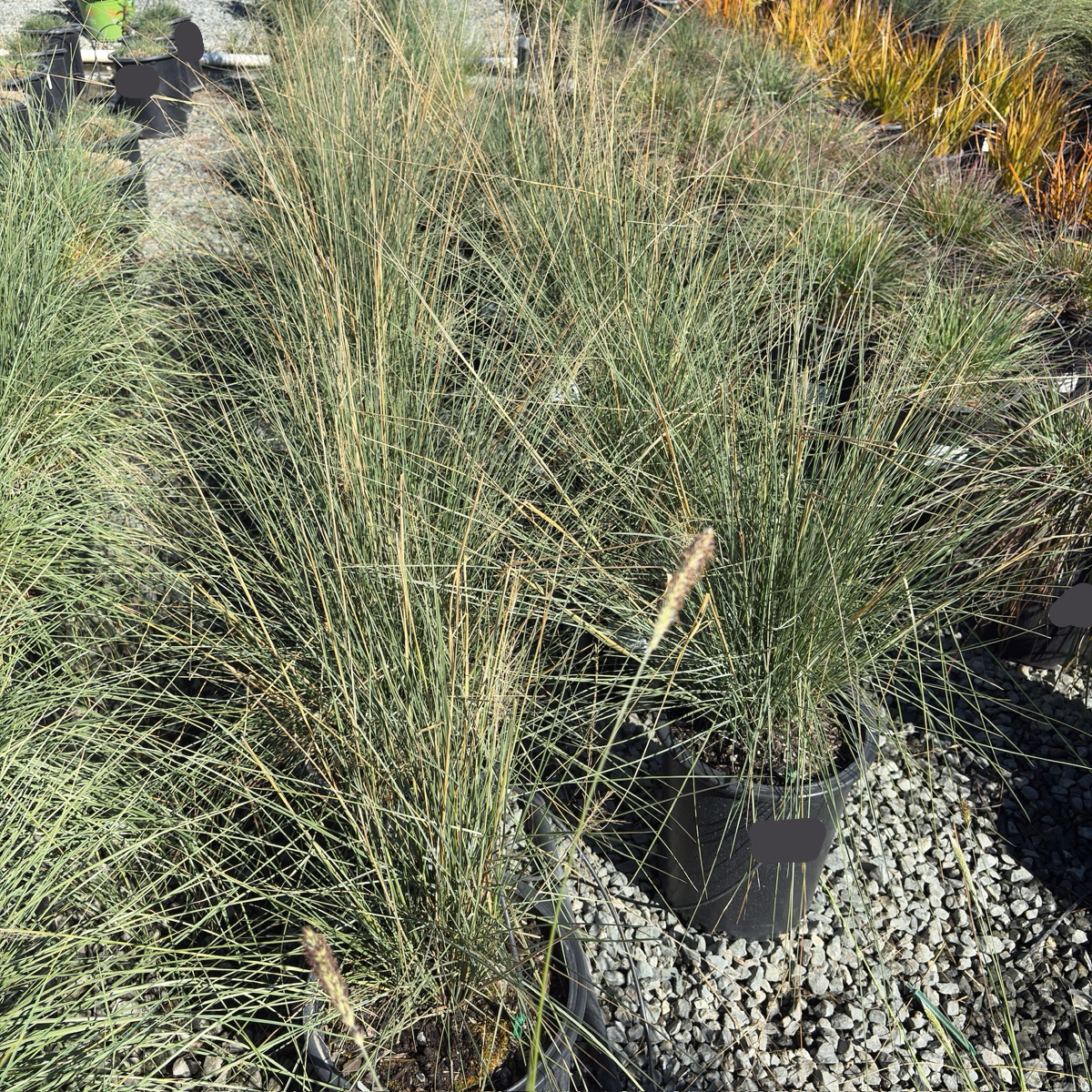 White Cloud Muhly