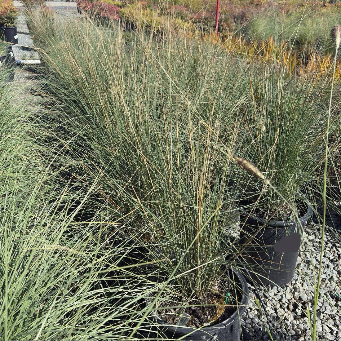 White Cloud Muhly
