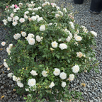 Bush of White Drift Rose flowers with a few pink flowers on a gravel surface