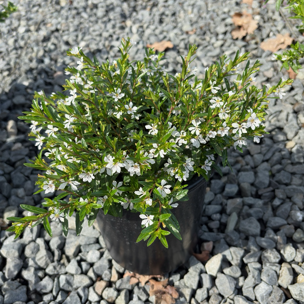 White False Heather