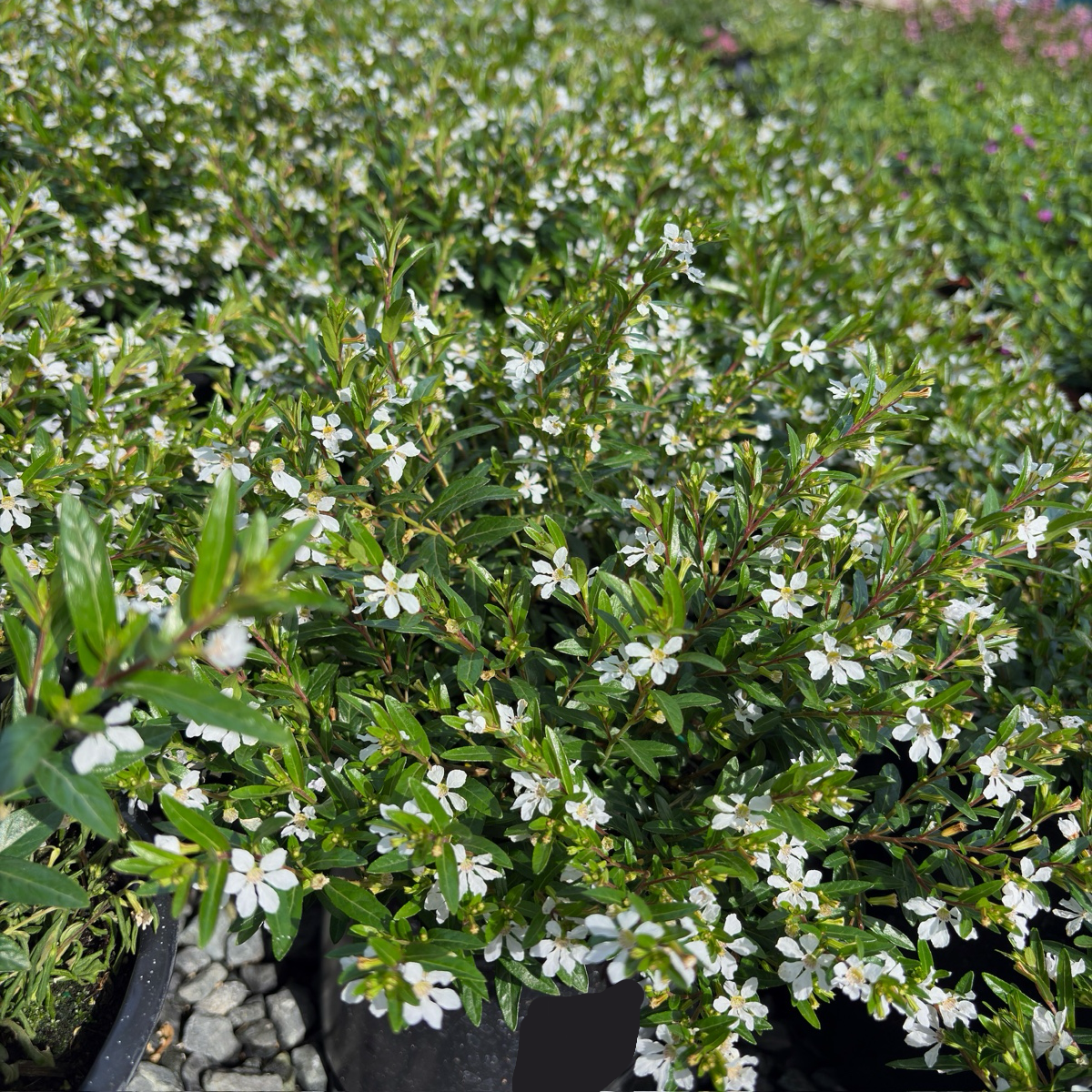 White False Heather